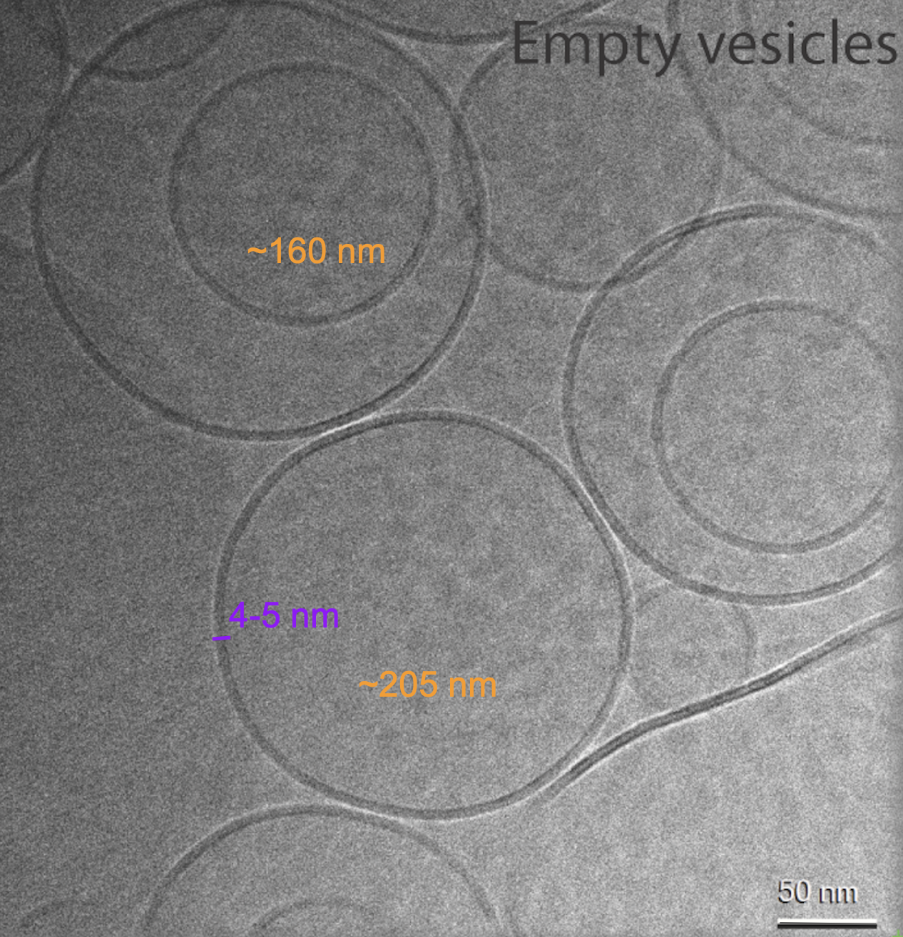 electron microscope structures 1